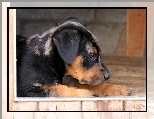 S�odki, szczeniak, Beauceron